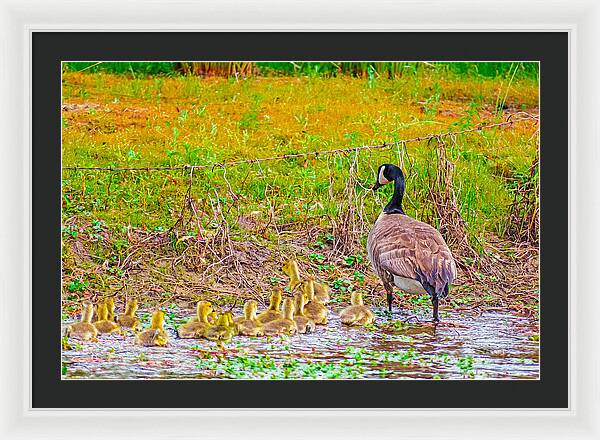 Cute Ducklings Swimming away - Framed Print