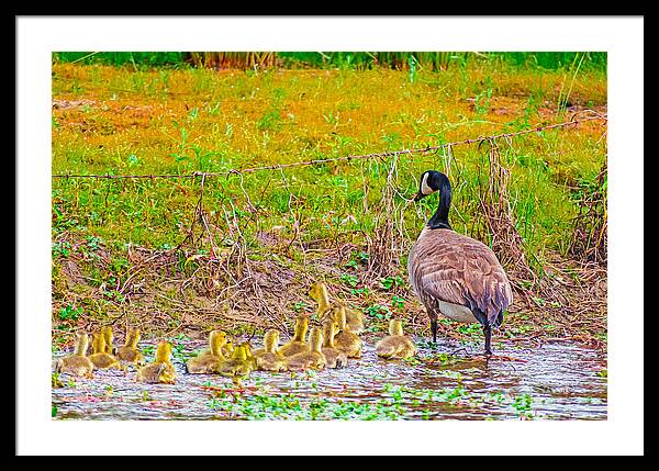 Cute Ducklings Swimming away - Framed Print