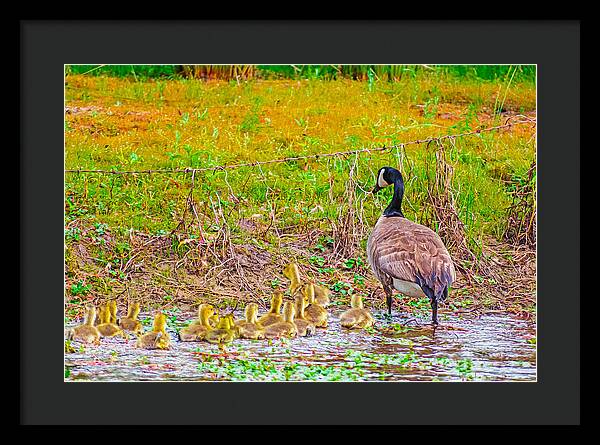 Cute Ducklings Swimming away - Framed Print