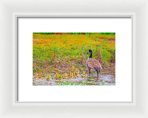 Cute Ducklings Swimming away - Framed Print