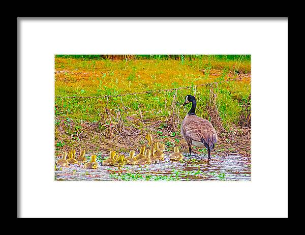Cute Ducklings Swimming away - Framed Print