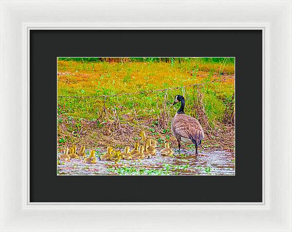 Cute Ducklings Swimming away - Framed Print