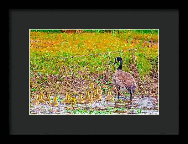 Cute Ducklings Swimming away - Framed Print