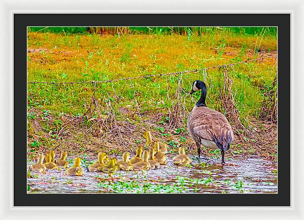 Cute Ducklings Swimming away - Framed Print