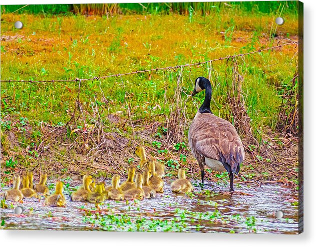 Cute Ducklings Swimming away - Acrylic Print