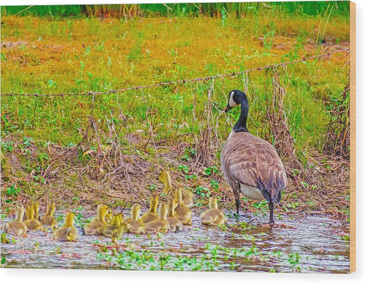 Cute Ducklings Swimming away - Wood Print