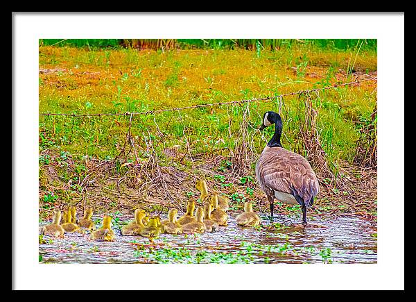 Cute Ducklings Swimming away - Framed Print