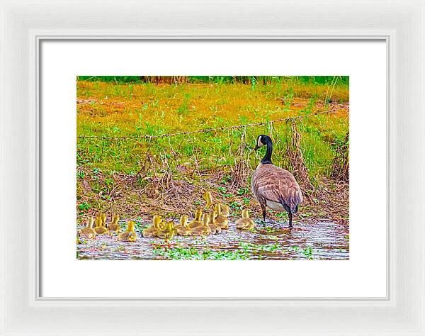 Cute Ducklings Swimming away - Framed Print