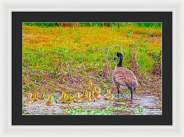 Cute Ducklings Swimming away - Framed Print