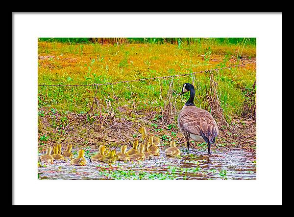 Cute Ducklings Swimming away - Framed Print