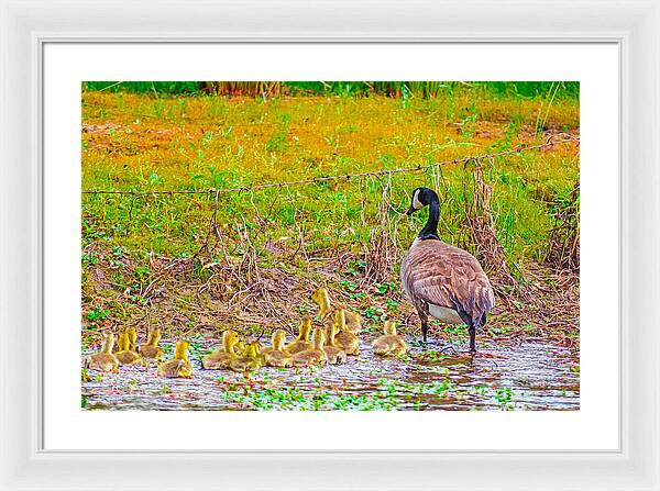 Cute Ducklings Swimming away - Framed Print