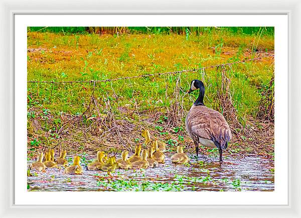 Cute Ducklings Swimming away - Framed Print
