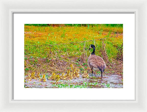 Cute Ducklings Swimming away - Framed Print