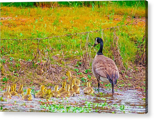 Cute Ducklings Swimming away - Acrylic Print