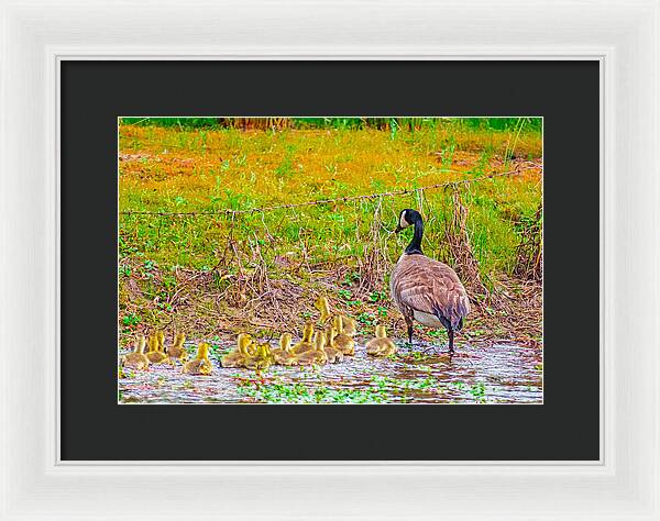 Cute Ducklings Swimming away - Framed Print