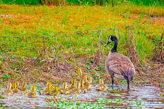 Cute Ducklings Swimming away - Art Print