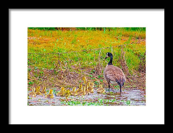 Cute Ducklings Swimming away - Framed Print