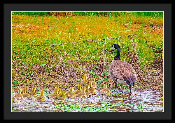 Cute Ducklings Swimming away - Framed Print