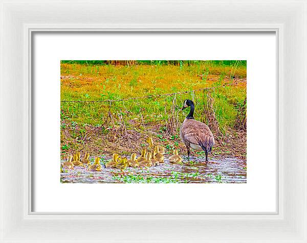 Cute Ducklings Swimming away - Framed Print