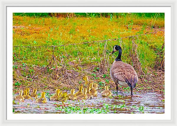 Cute Ducklings Swimming away - Framed Print