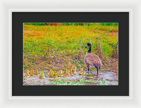 Cute Ducklings Swimming away - Framed Print