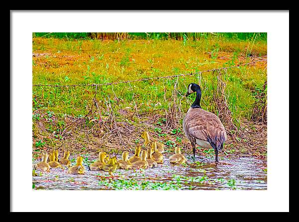 Cute Ducklings Swimming away - Framed Print