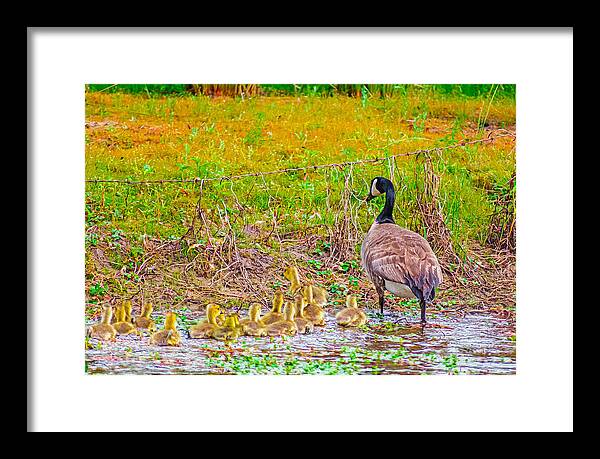 Cute Ducklings Swimming away - Framed Print