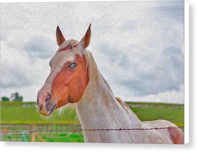 Cute Horse Mixed Media Art - Canvas Print