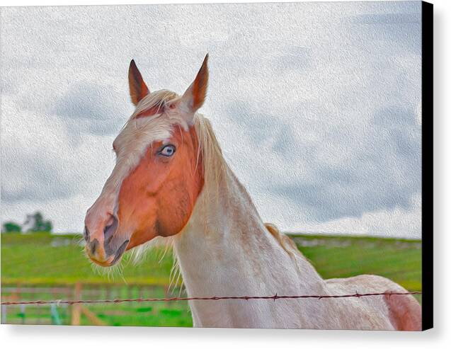 Cute Horse Mixed Media Art - Canvas Print