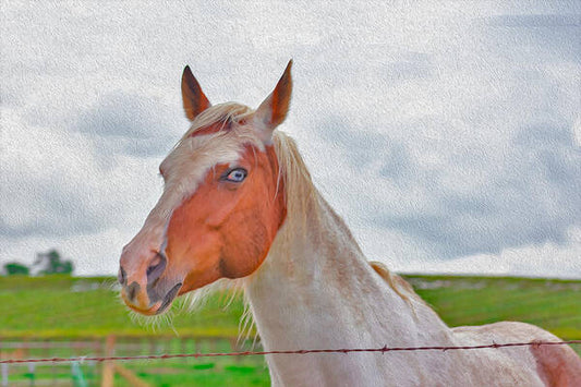 Cute Horse Mixed Media Art - Art Print