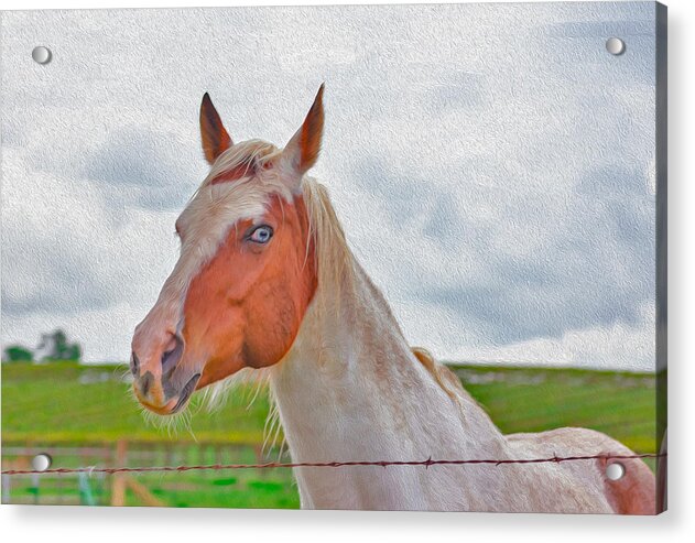 Cute Horse Mixed Media Art - Acrylic Print
