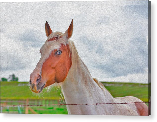 Cute Horse Mixed Media Art - Acrylic Print