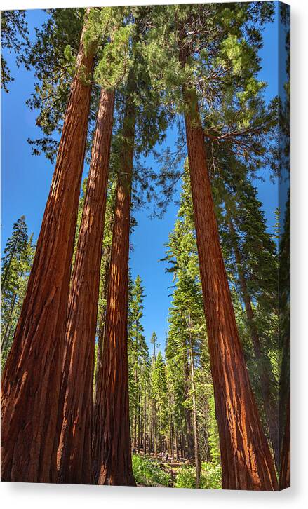 Darkness and Light Sequoia Trees - Canvas Print