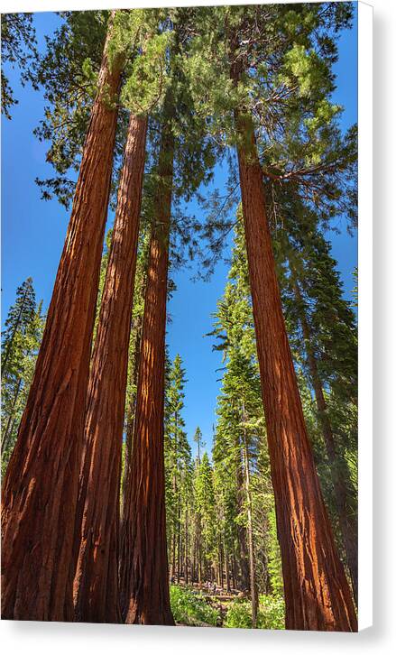Darkness and Light Sequoia Trees - Canvas Print