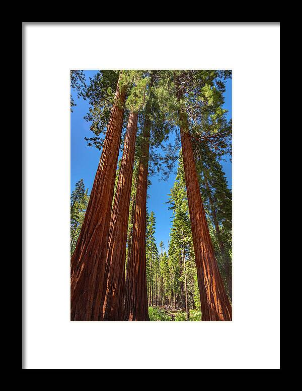 Darkness and Light Sequoia Trees - Framed Print