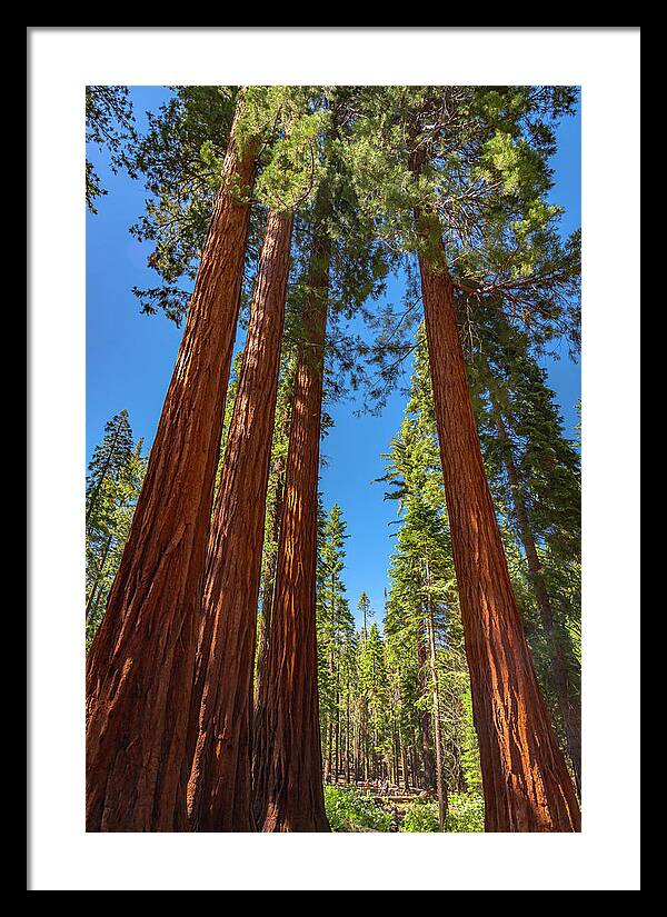 Darkness and Light Sequoia Trees - Framed Print