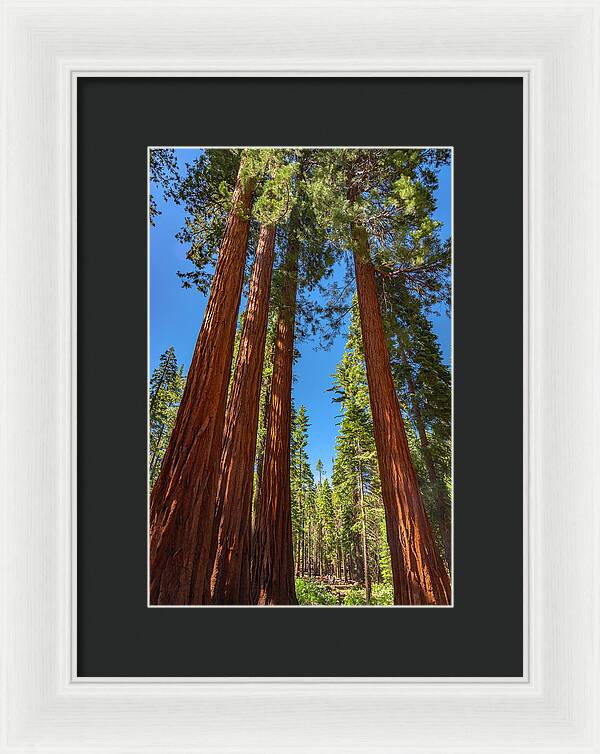 Darkness and Light Sequoia Trees - Framed Print