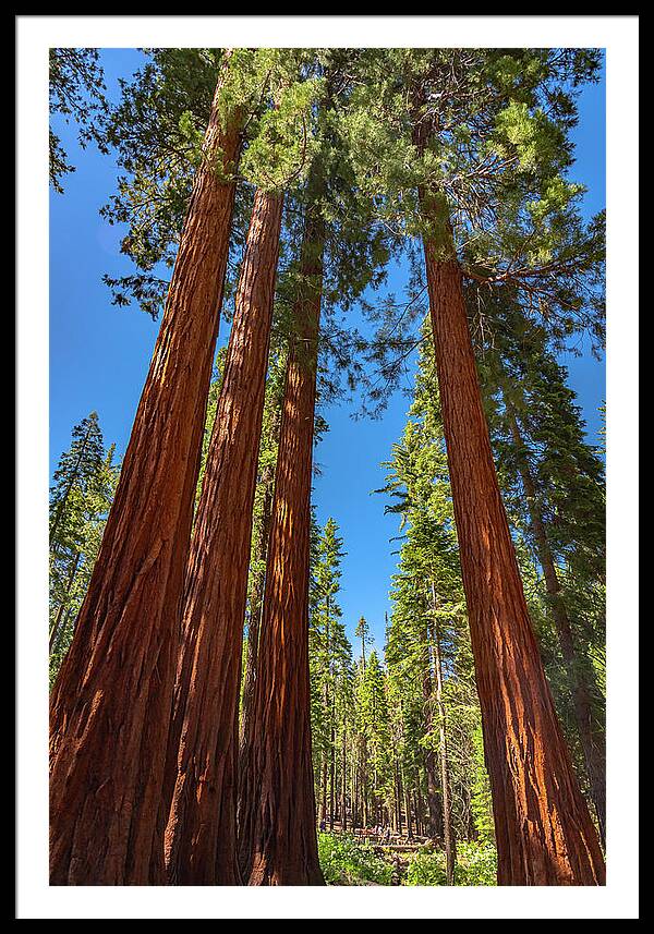 Darkness and Light Sequoia Trees - Framed Print