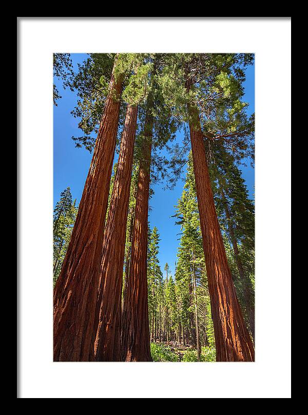 Darkness and Light Sequoia Trees - Framed Print