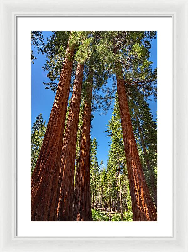 Darkness and Light Sequoia Trees - Framed Print