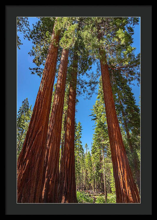 Darkness and Light Sequoia Trees - Framed Print
