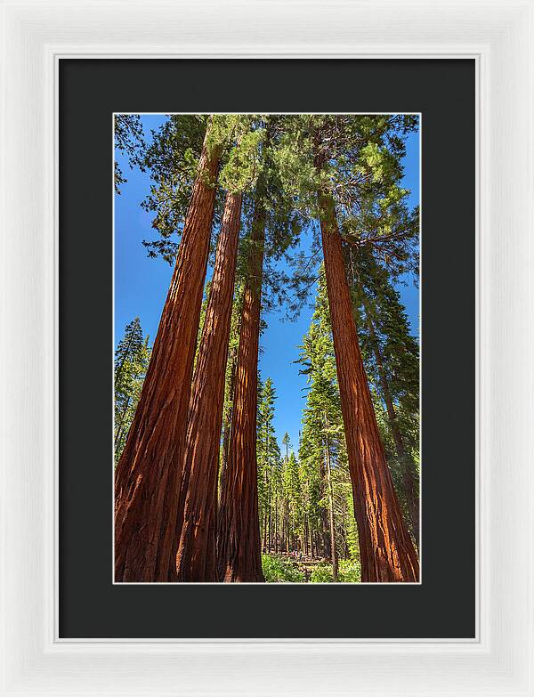 Darkness and Light Sequoia Trees - Framed Print