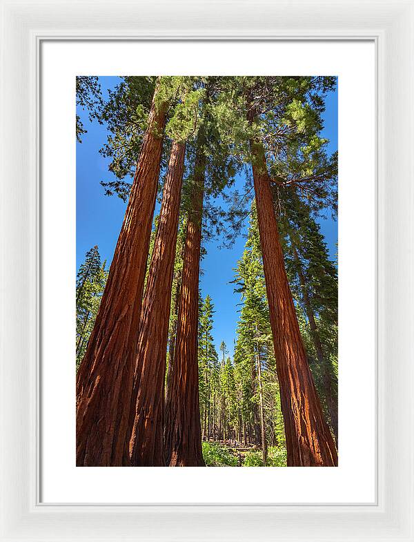 Darkness and Light Sequoia Trees - Framed Print