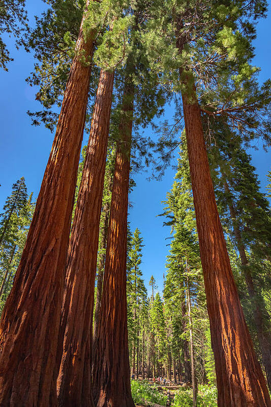 Darkness and Light Sequoia Trees - Art Print