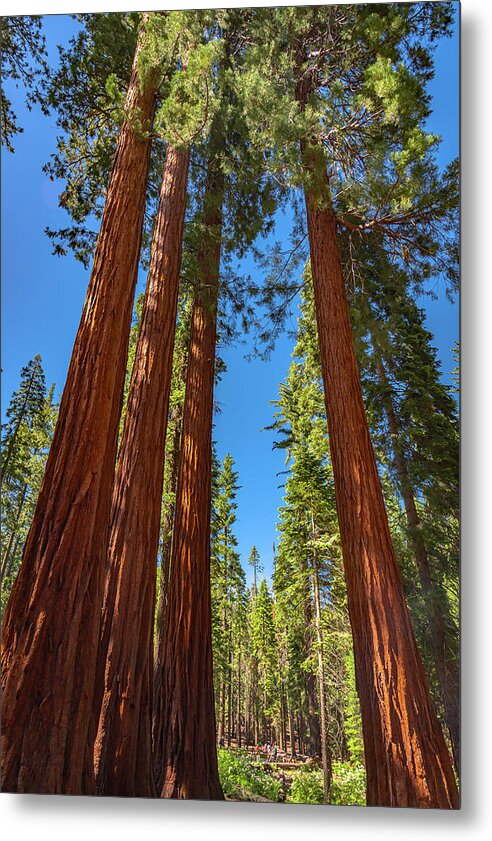Darkness and Light Sequoia Trees - Metal Print