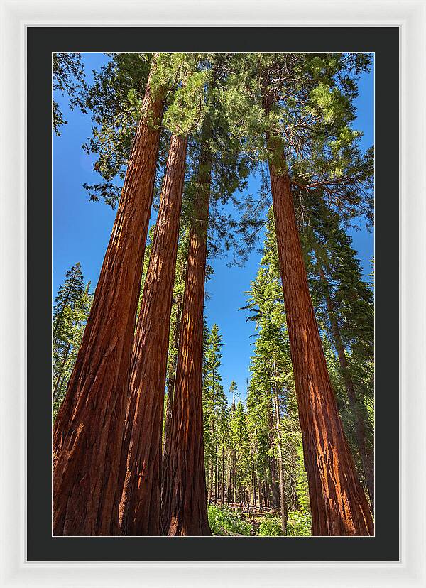 Darkness and Light Sequoia Trees - Framed Print