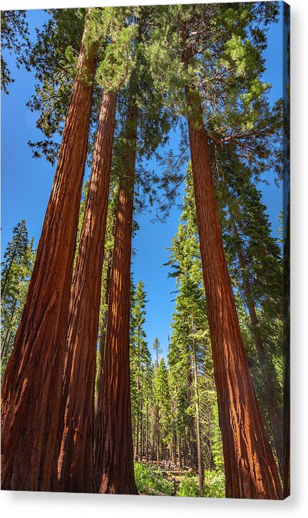 Darkness and Light Sequoia Trees - Acrylic Print