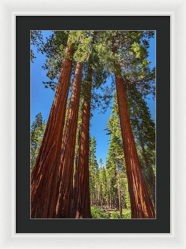 Darkness and Light Sequoia Trees - Framed Print