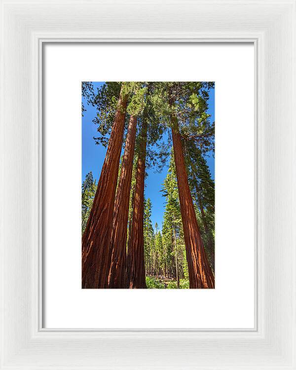 Darkness and Light Sequoia Trees - Framed Print
