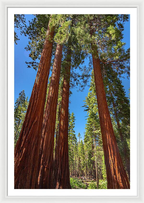 Darkness and Light Sequoia Trees - Framed Print